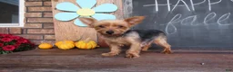 Morkie dogs for sale: Cookie - Ad 8