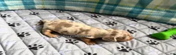 Miniature Dachshund dogs for sale: Isabella dapple smooth coat female AKC  - Ad 7