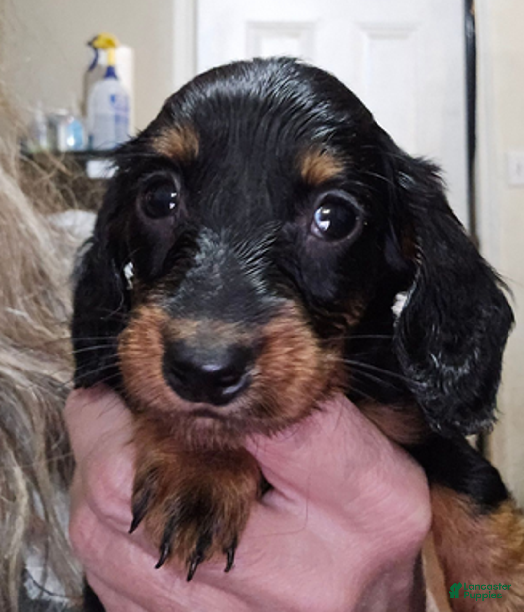 Dachshund dogs for sale: Smaller girl - Ad 1