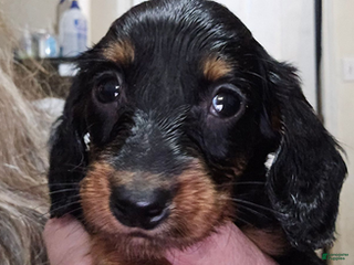 Dachshund dogs Smaller girl - Ad 3