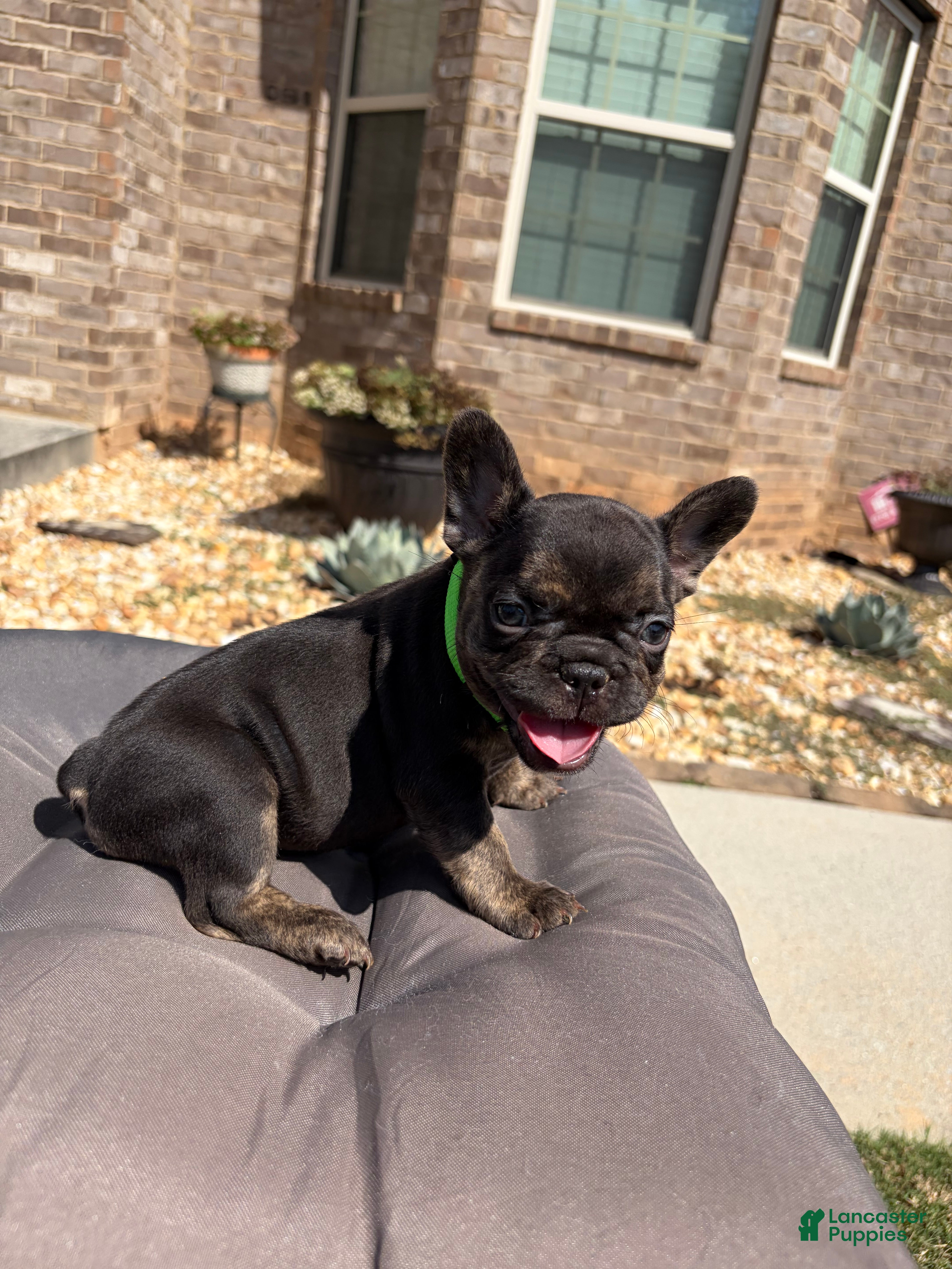 French Bulldog dogs French Bulldog 5 - Ad 2