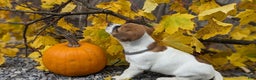 Jack Russell Terrier dogs for sale: Ginger - Ad 2