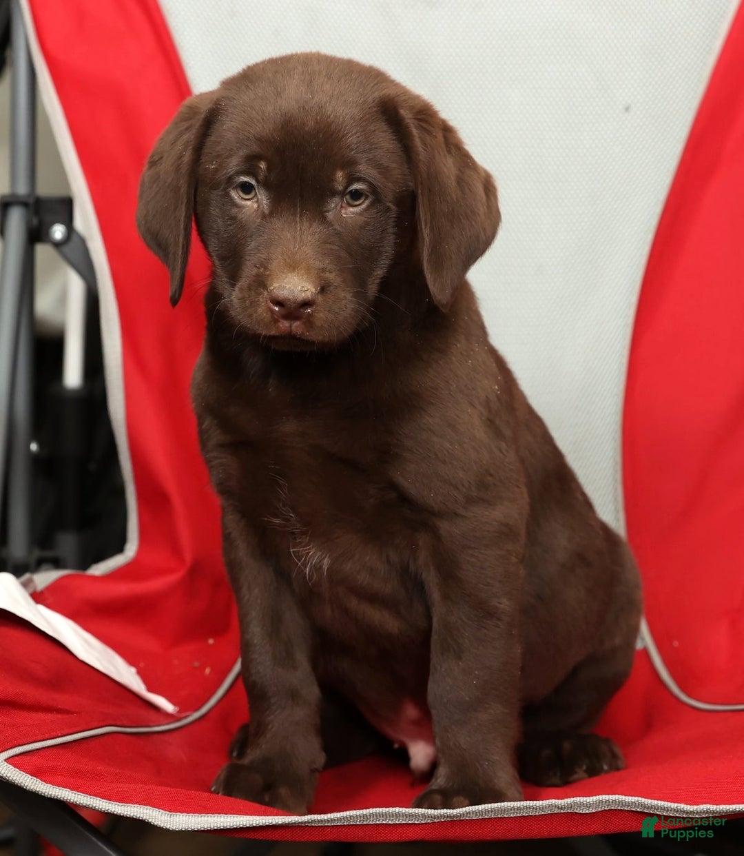 Labrador Retriever dogs for sale: Jax - Ad 8