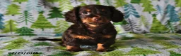 Miniature Dachshund dogs for sale: Charlie - Ad 3