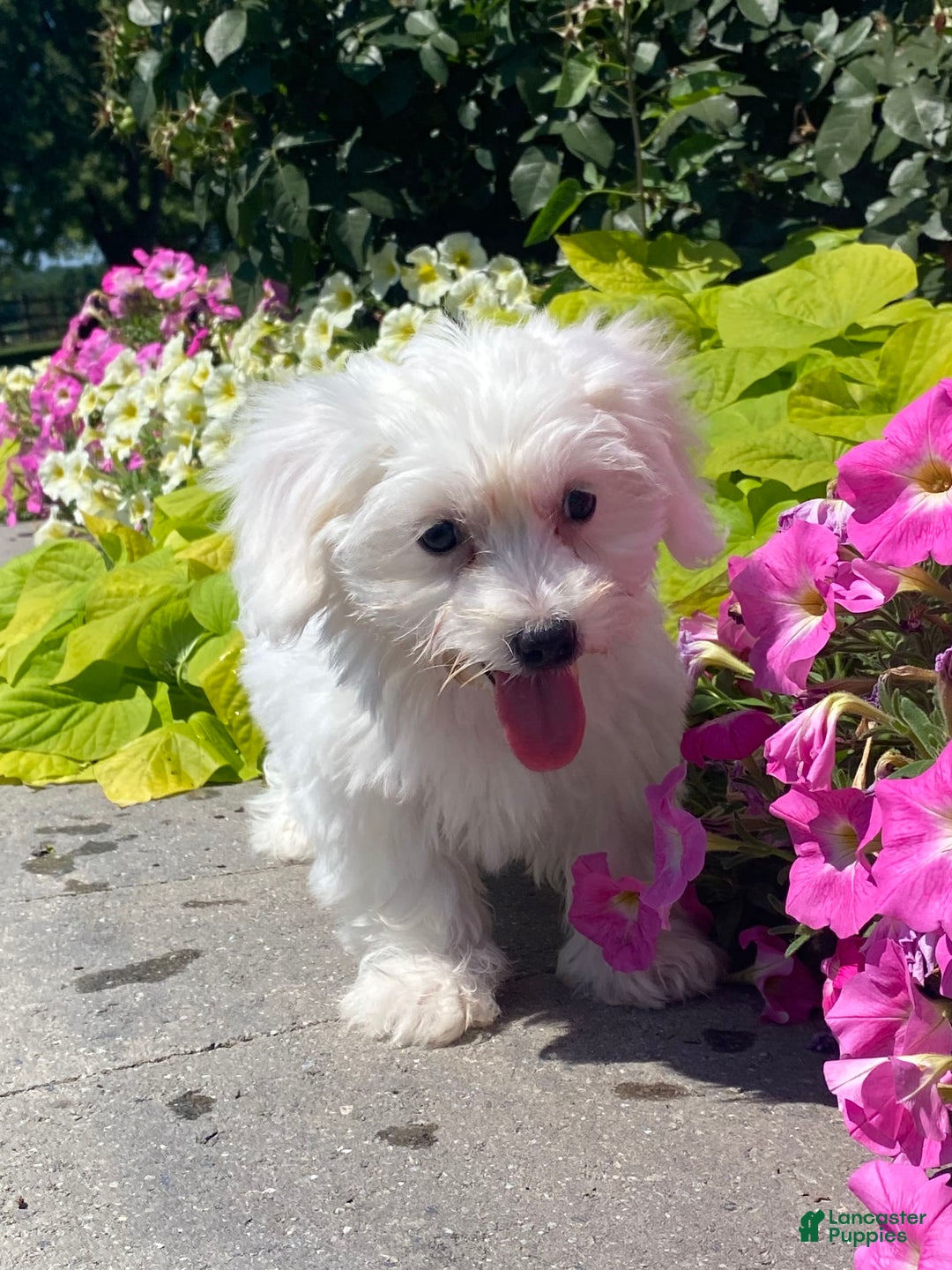 Coton De Tulear dogs for sale: Candy - Ad 12