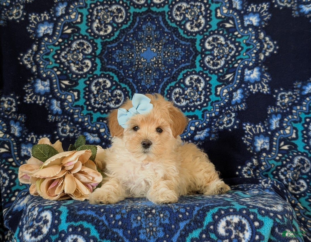 Maltipoo dogs for sale: Elayna  - Ad 5