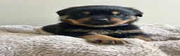 Rottweiler dogs for sale: Skittles - Ad 1