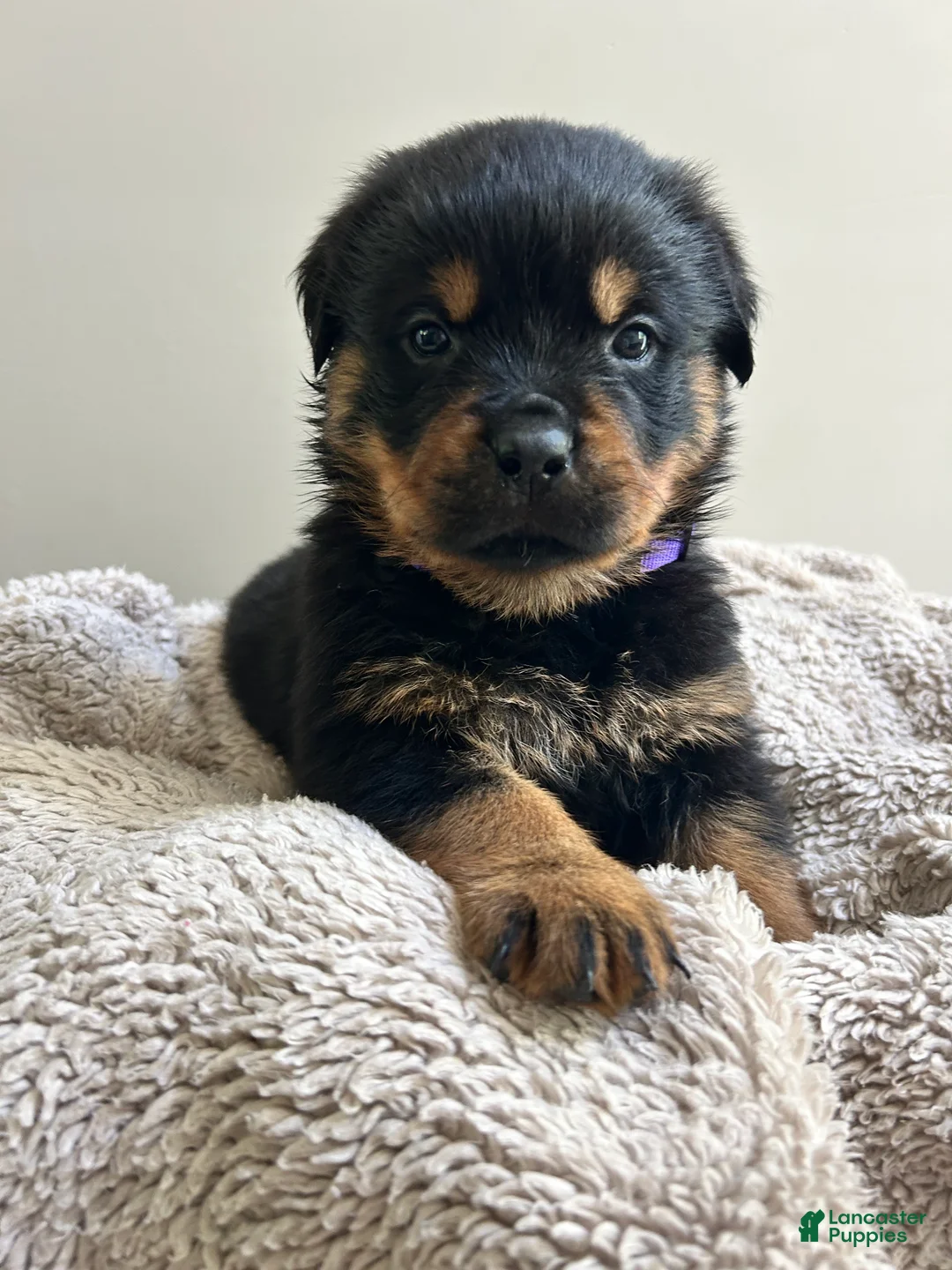 Rottweiler dogs for sale: Skittles - Ad 1