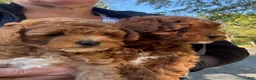 Miniature Poodle dogs for sale: Stella - Ad 6