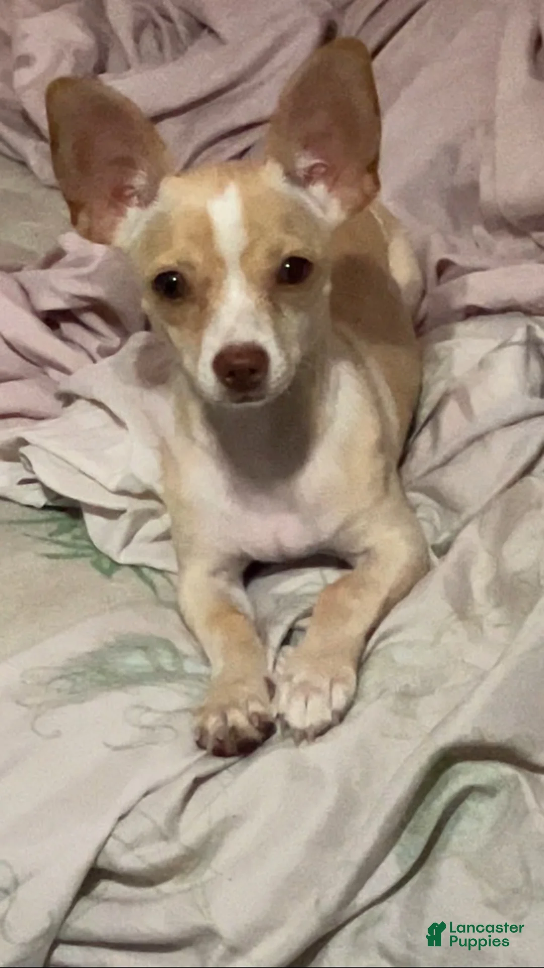 Mixed Breed dogs for sale: Cookie - Ad 2