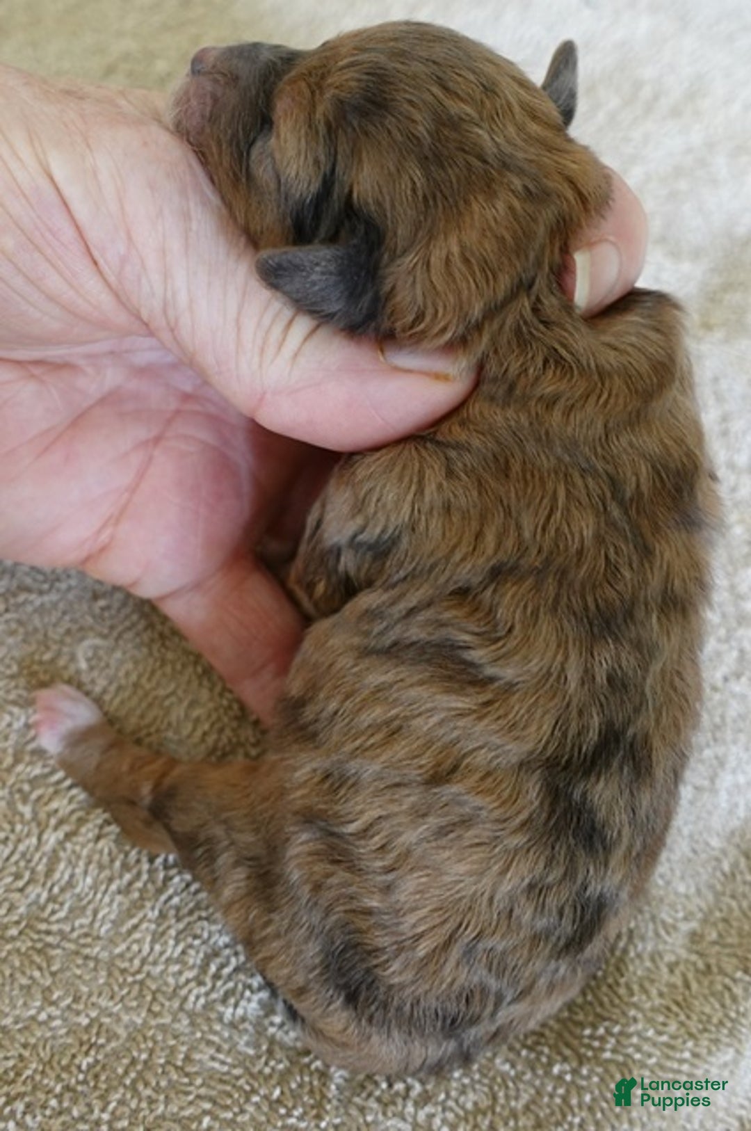 Maltipoo dogs for sale: Miracle chocolate merle - Ad 8