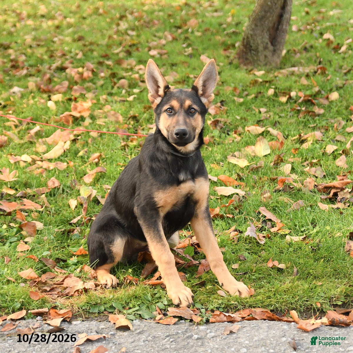 German Shepherd dogs for sale: Nutmeg - Ad 1
