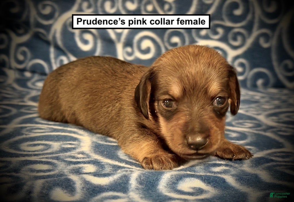 Dachshund dogs AKC Prudence's Pink Collar Female - Ad 23