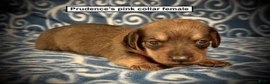 AKC Prudence's Pink Collar Female