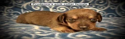 Dachshund dogs for sale: AKC Prudence's Pink Collar Female - Ad 1