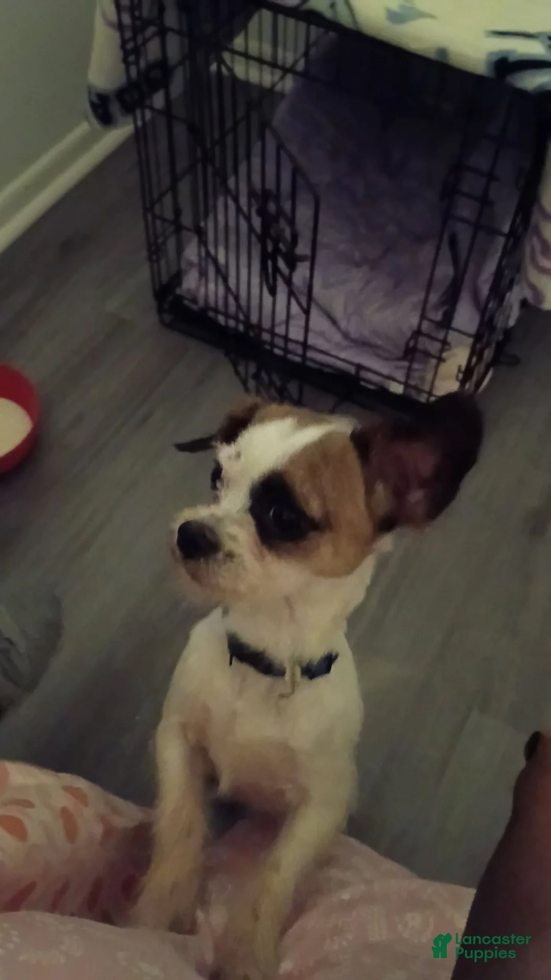 Mixed Breed dogs for sale: Mixed Breed 2 - Ad 1