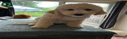 Goldendoodle dogs for sale: Goldendoodle 1 - Ad 5
