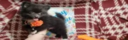 Pomeranian dogs for sale: Luther Lex the Great - Ad 4