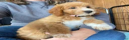 Mini Goldendoodle dogs for sale: Sugar - Ad 3