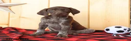 German Shorthaired Pointer dogs for sale: Dorah - Ad 3