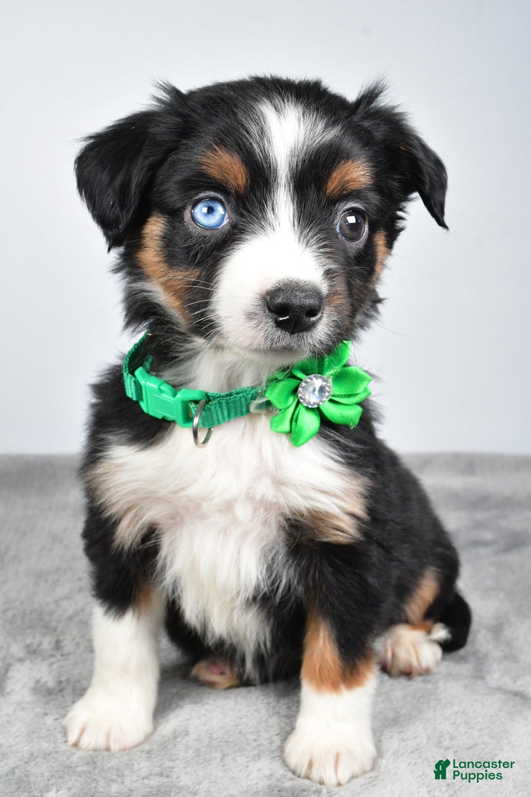 Miniature Australian Shepherd dogs for sale: Olive - Ad 4
