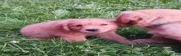 Golden Retriever dogs for sale: Apollo - Ad 3
