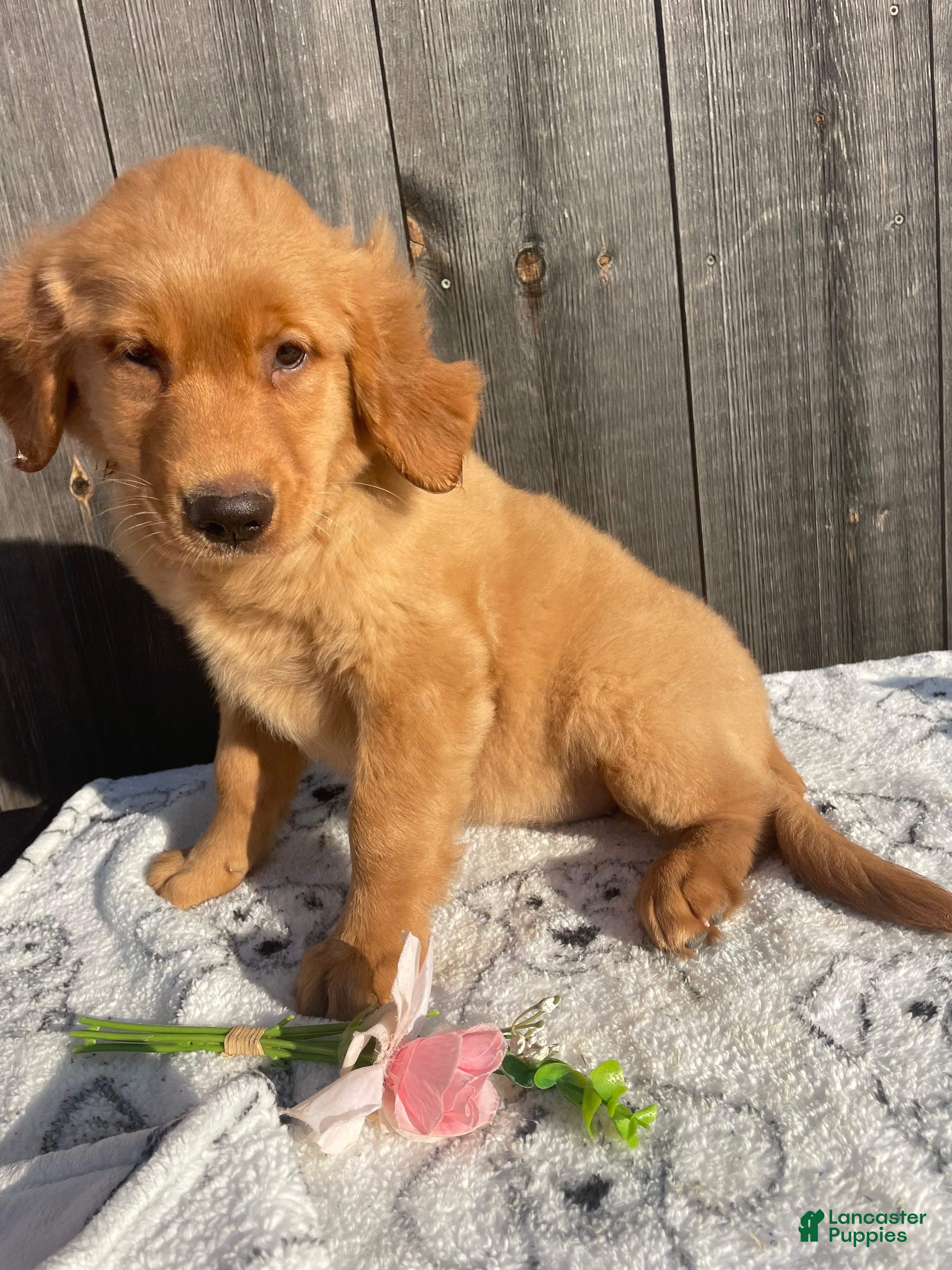 Golden Retriever dogs Dawn - Ad 26