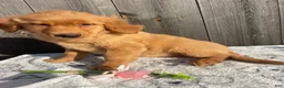 Golden Retriever dogs for sale: Dawn - Ad 1