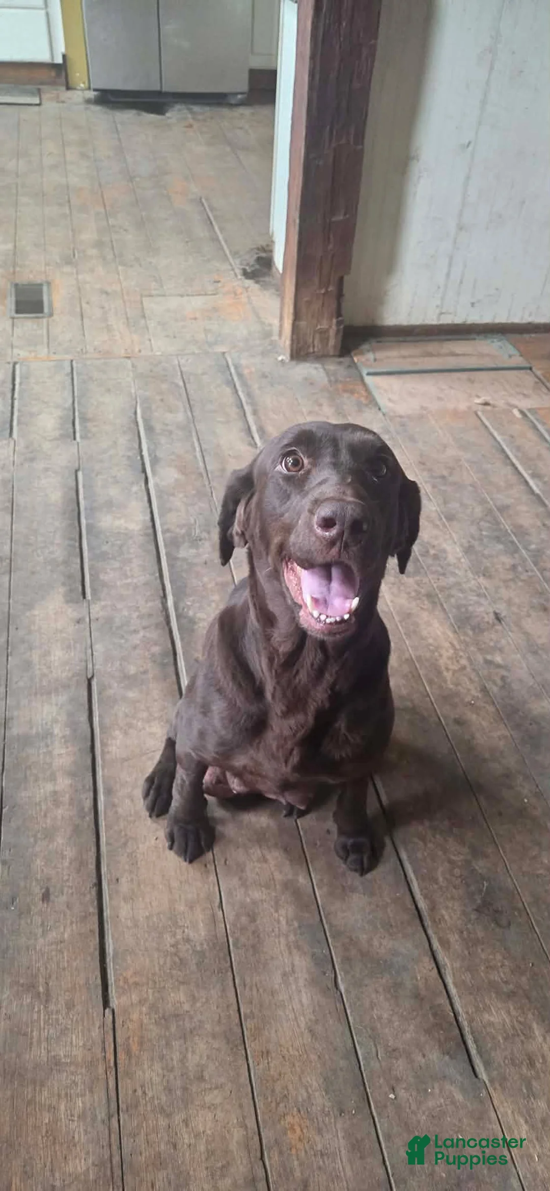 Labrador Retriever dogs for sale: Sammy - Ad 2