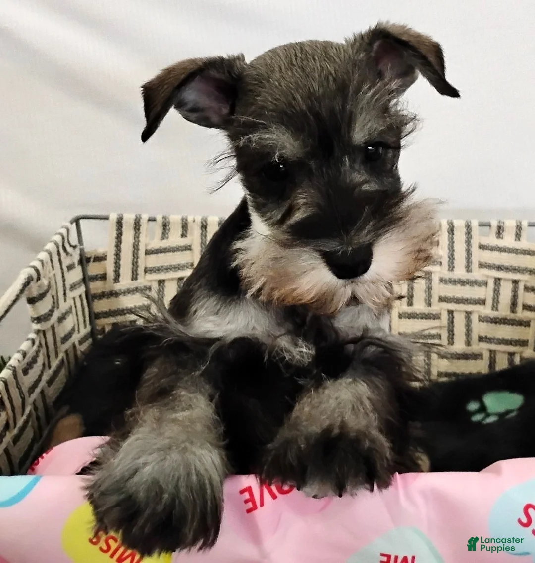 Miniature Schnauzer dogs for sale: Poochie - Ad 2