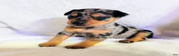 Miniature Pinscher dogs for sale: Payroll - HPA registerable  - Ad 2
