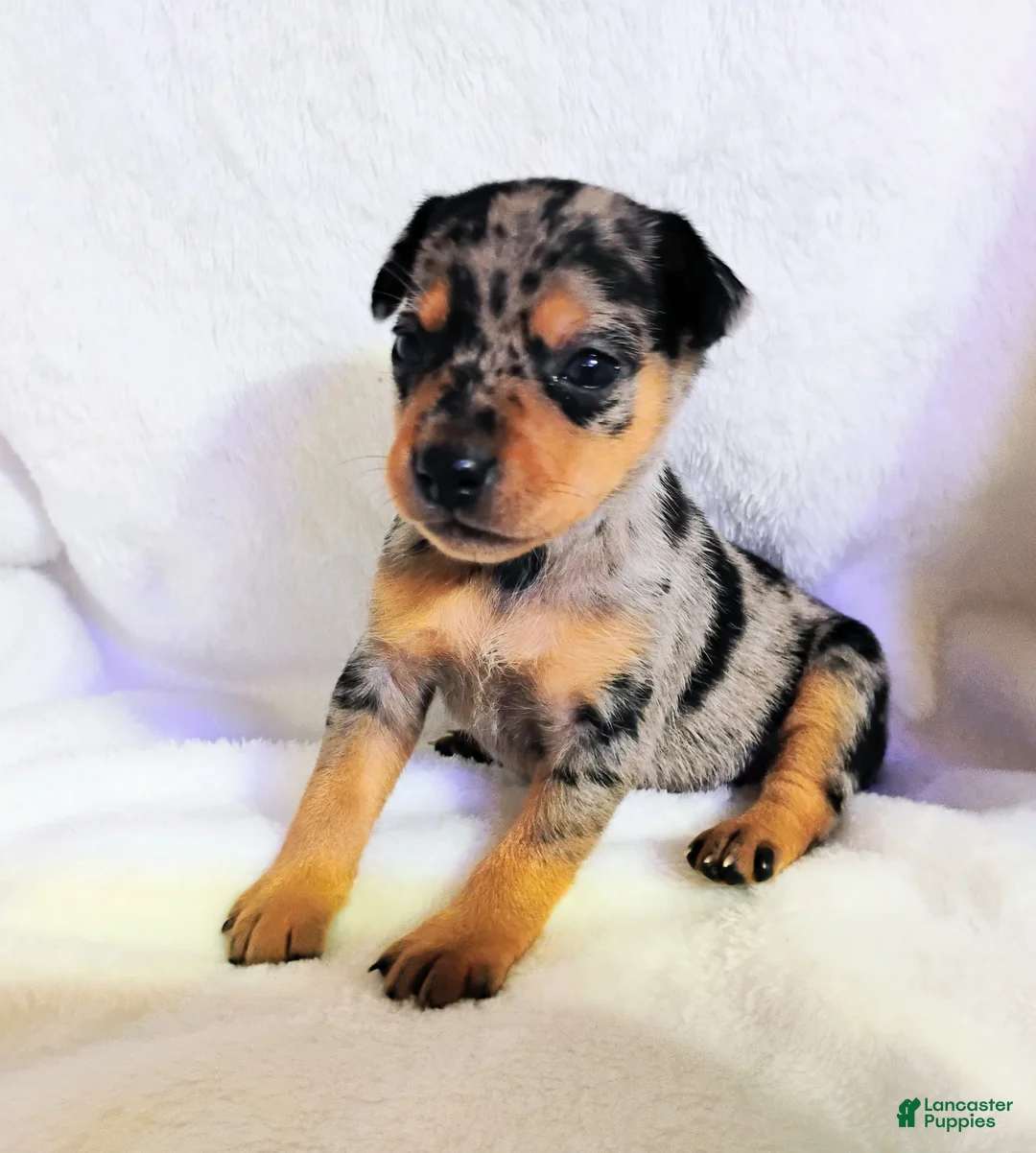 Miniature Pinscher dogs for sale: Payroll - HPA registerable  - Ad 2