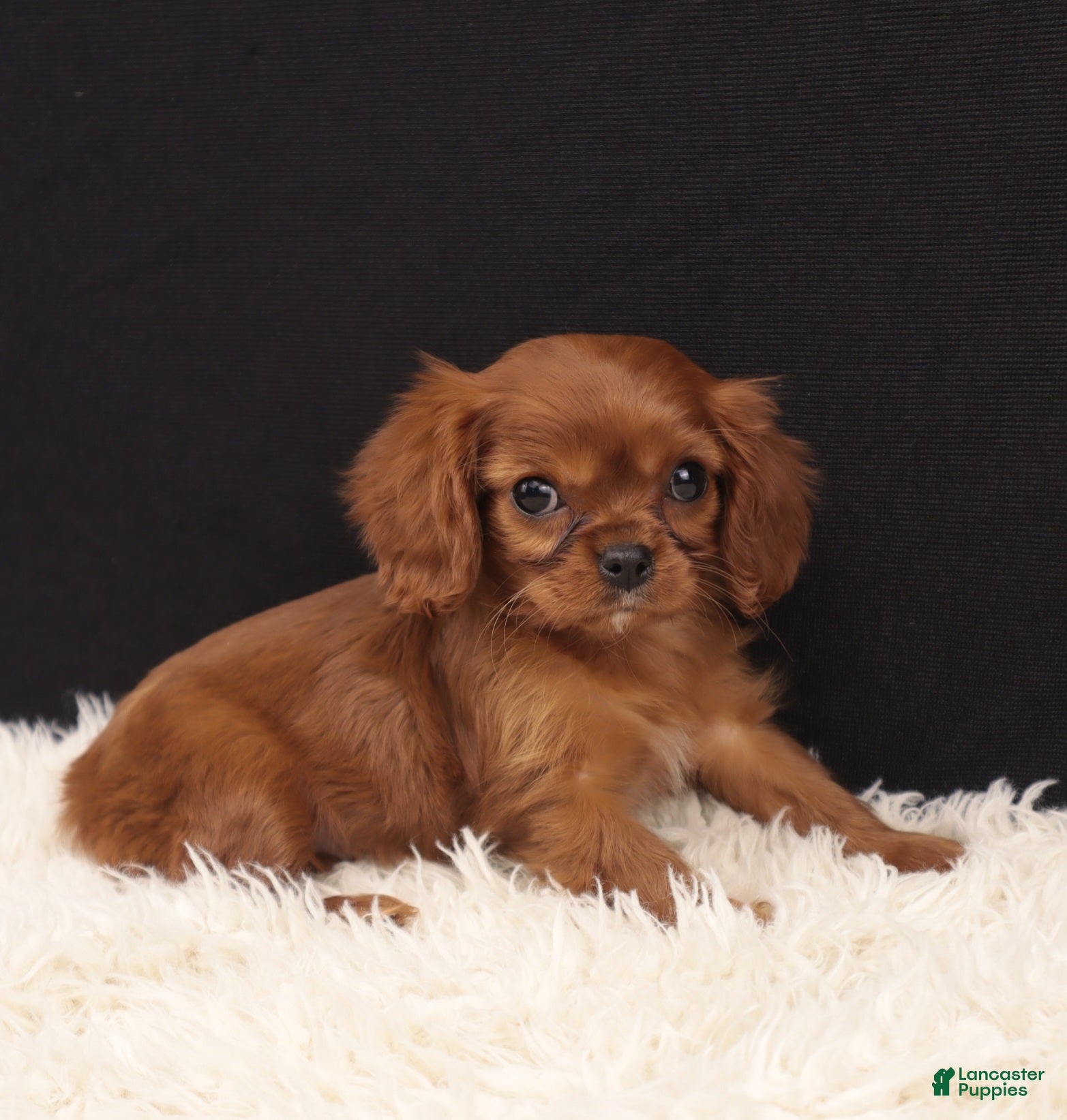 Cavalier King Charles Spaniel dogs ABBY  - Ad 2