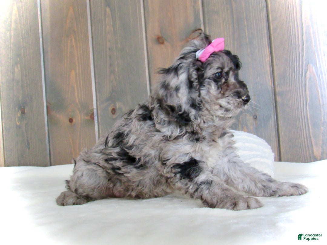 Mini Goldendoodle dogs for sale: Ellie - Ad 14