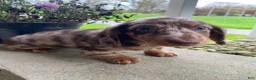 Miniature Dachshund dogs for sale: Lola - Ad 7