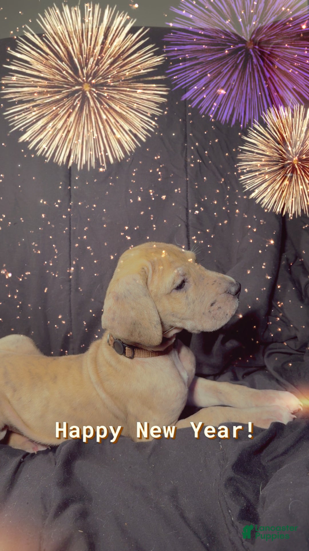 Great Dane dogs for sale: Latte  - Ad 6