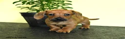 Miniature Dachshund dogs for sale: Landon - Ad 2