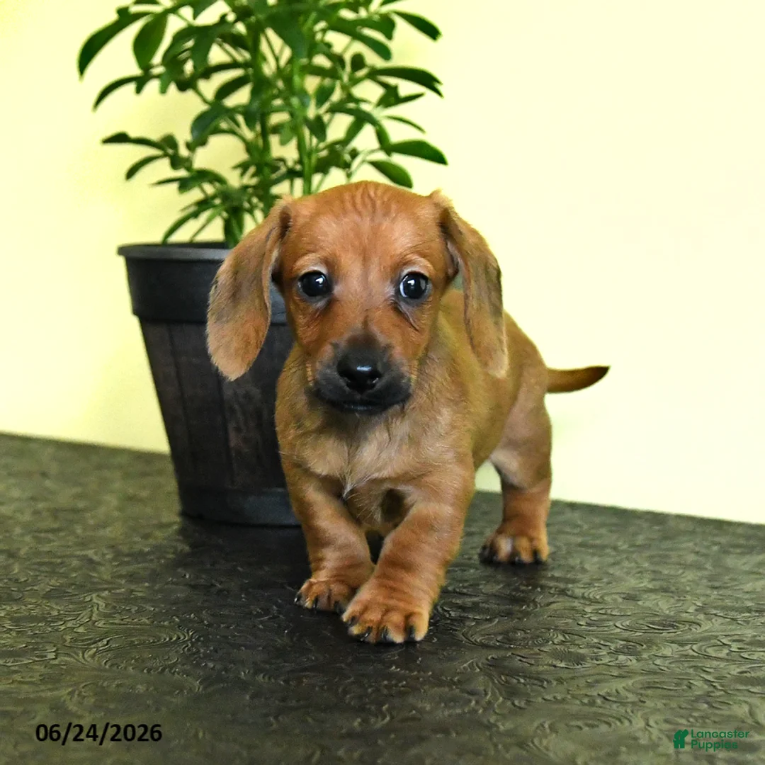 Miniature Dachshund dogs for sale: Landon - Ad 2