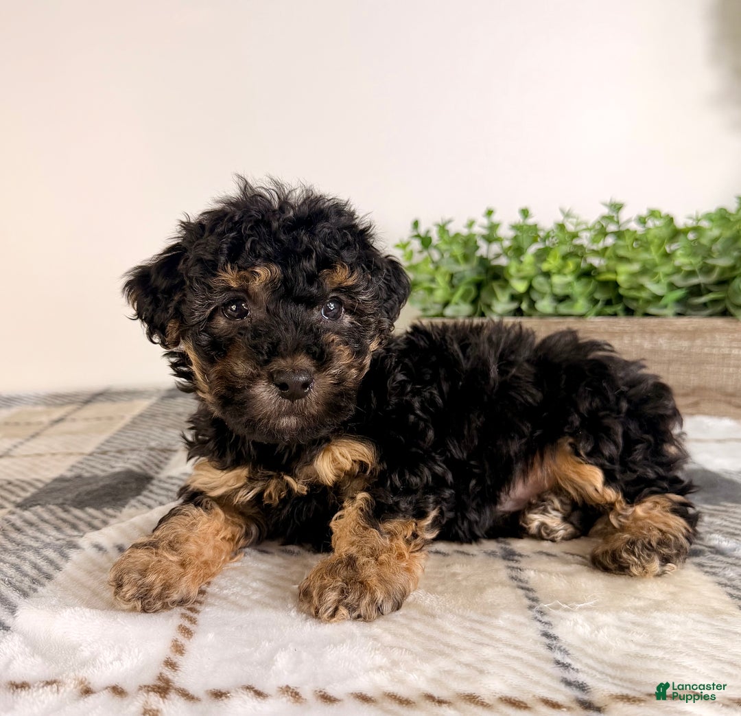 Yorkiepoo dogs for sale: Theodore - Ad 3