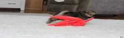 Pomeranian dogs for sale: Logan - Ad 6