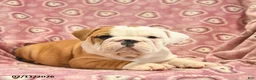English Bulldog dogs for sale: Zilpha  - Ad 5