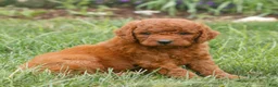 Miniature Labradoodle dogs for sale: Finley  - Ad 2