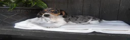 Miniature Dachshund dogs for sale: Duke - Ad 3