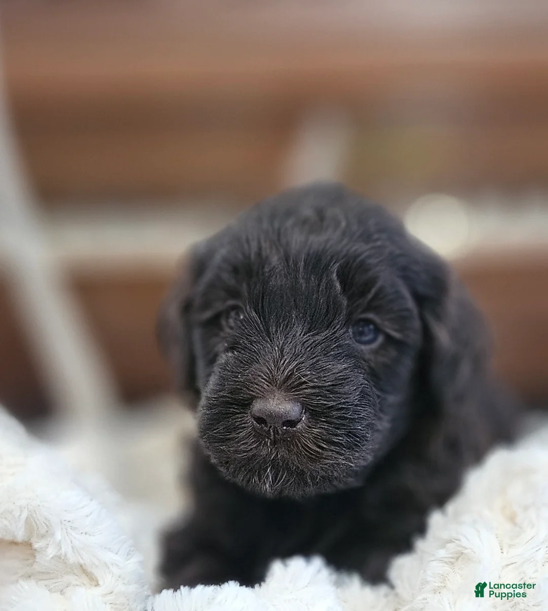 Portuguese Water Dog dogs for sale: Drake - Ad 1