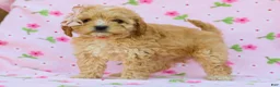 Cavapoo dogs for sale: Ida F1B Cavapoo Pup - Ad 3