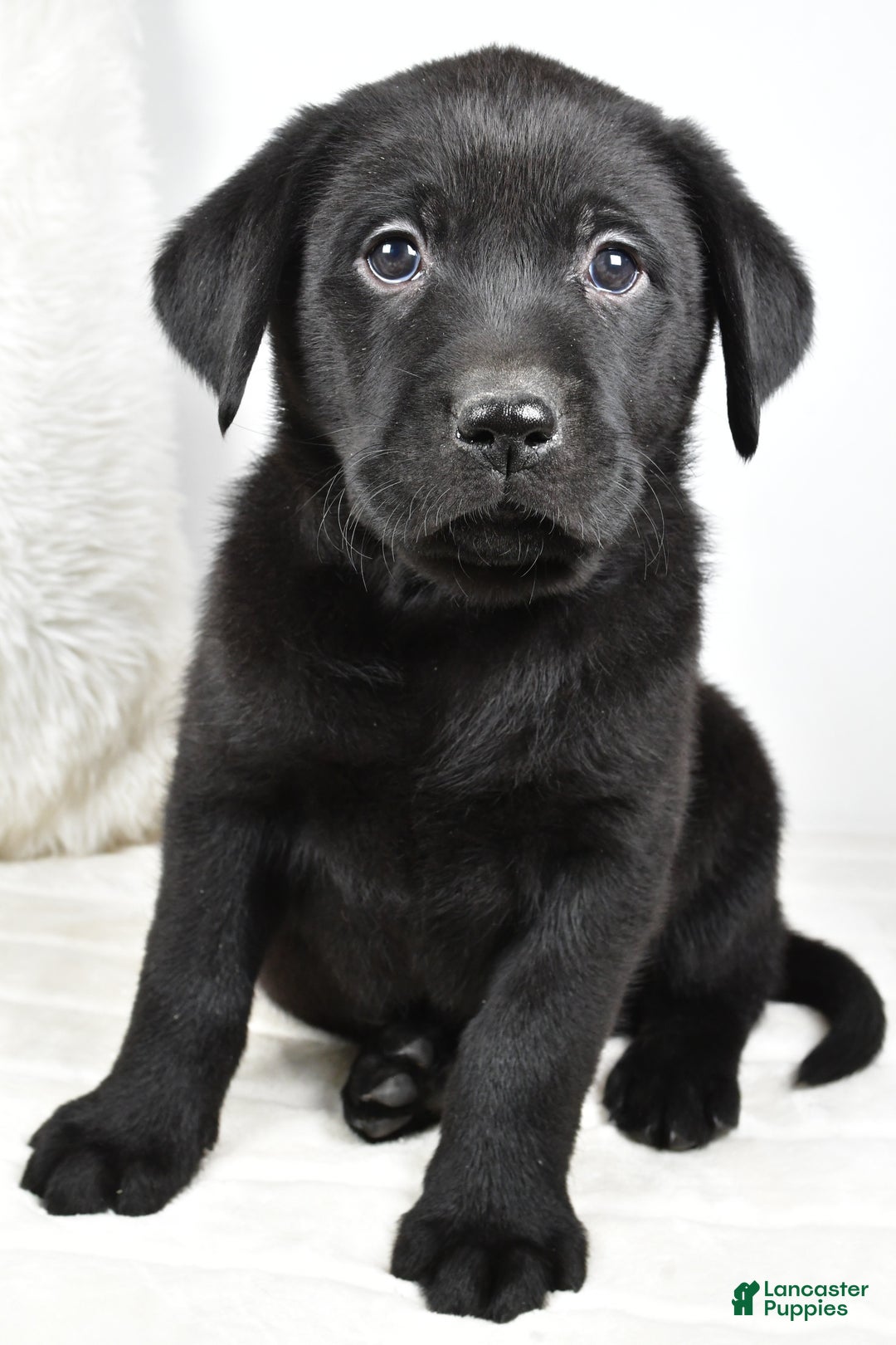Labrador Retriever dogs for sale: Maverick - Ad 2
