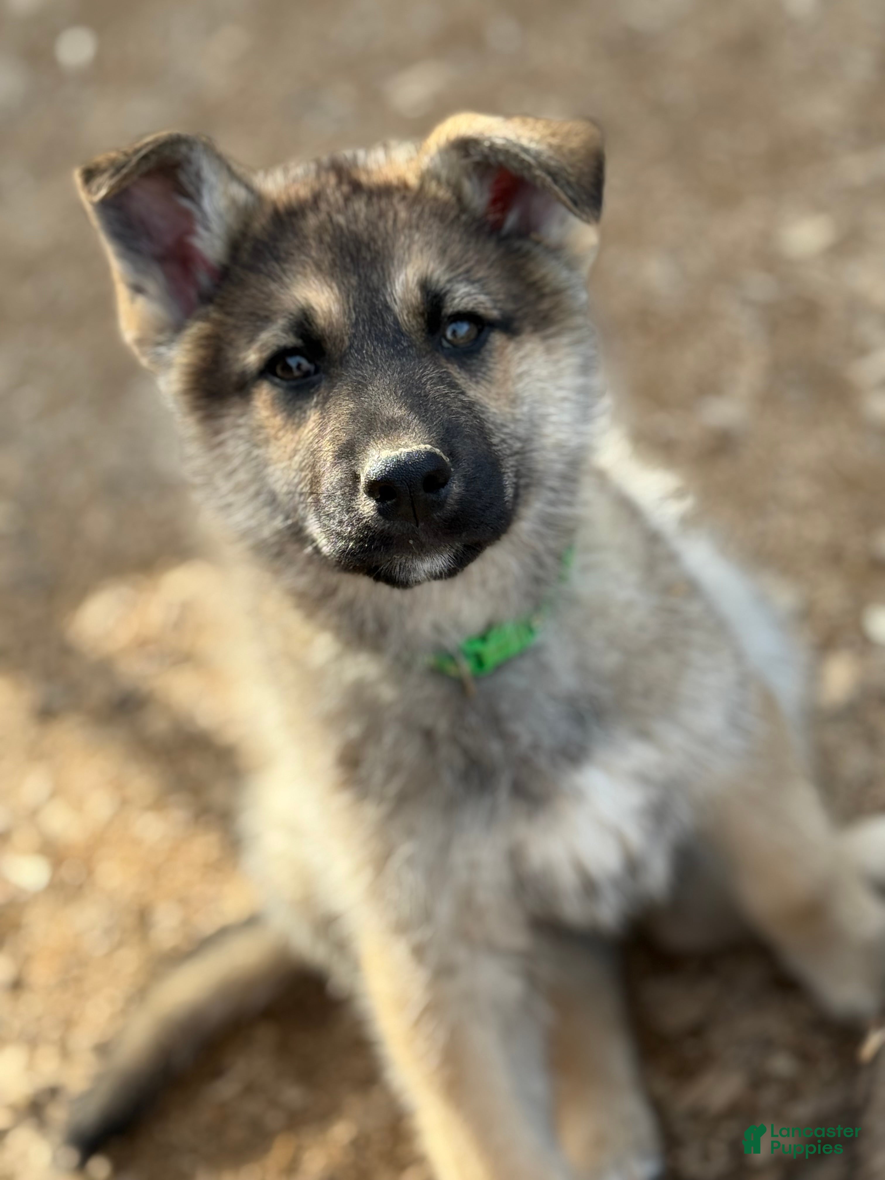 Gerberian Shepsky dogs Draco - Ad 1