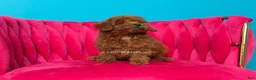 Toy Poodle dogs for sale: Key to my soul - Ad 6