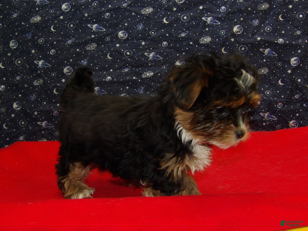 Shorkie dogs for sale: Juniper - Ad 5