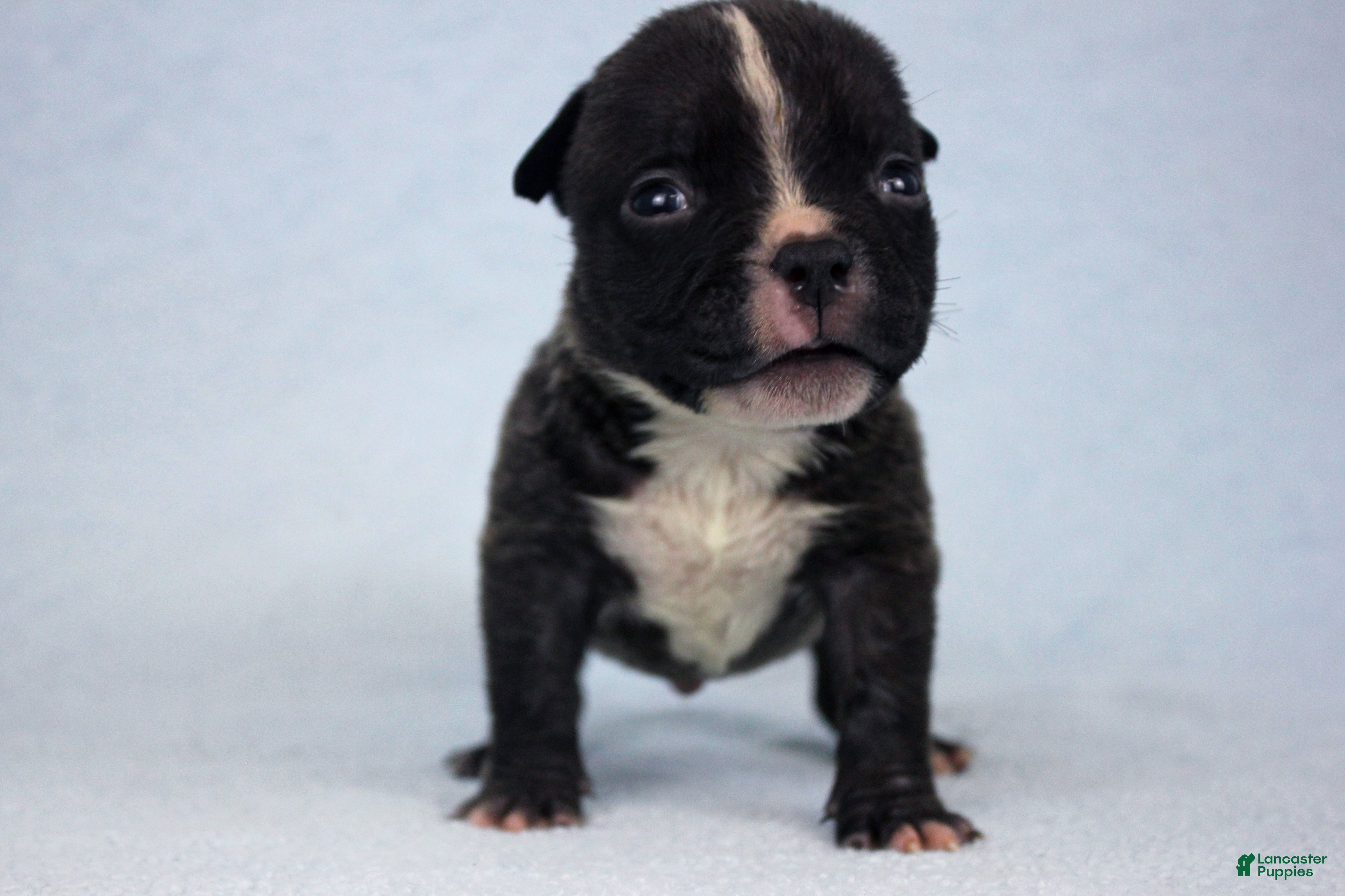 American Bully dogs Black Male - Ad 2